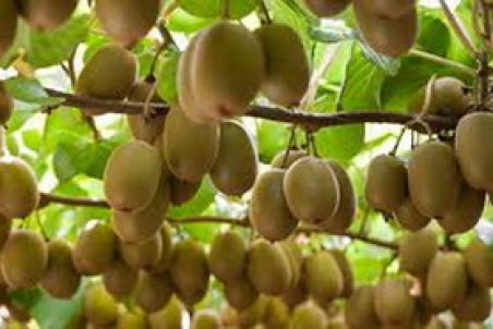 مشخصات تولیدکنندگان کیوی در اختیار سازمان حفظ نباتات هندوستان قرار می گیرد