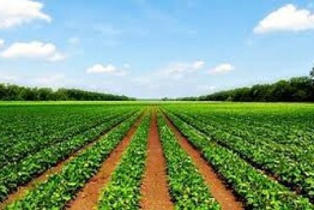 ۵۶۰۰ هکتار کشت قراردادی در خراسان رضوی اجرا شده است