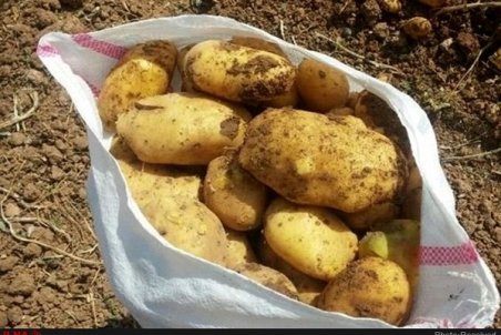 افزایش مجدد قیمت سیب‌زمینی/ هنوز یک کیلوگرم سیب‌زمینی وارد کشور نشده است