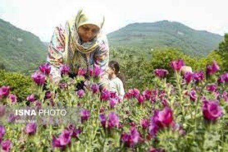گیاهان دارویی مرهمی برای دشت بحران‌زده کاشمر