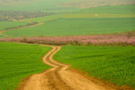 اسماعیلی: مبلغ خرید تضمینی گندم به 9500 تومان افزایش پیدا کرد