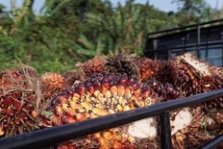 بزرگترین تولیدکننده روغن پالم دنیا نگران گرانی قیمت شد