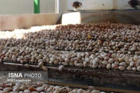 ۵۰ هکتار از اراضی پسته خوشاب پروانه استاندارد محصول سالم دارد