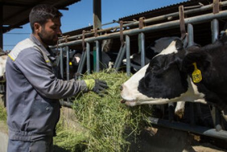 دامداران داوودآبادی به فکر فرار/خبر حذف ارز 4200 تومانی به گرانی علوفه دامن زد