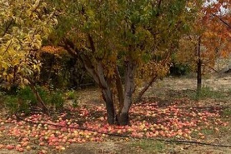 نماینده ارومیه: ۸۰۰ هزار تن سیب در سردخانه‌ها باقی مانده است