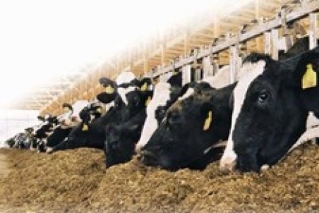 تولید نسل سوم مکمل‌های معدنی دام و طیور در کشور