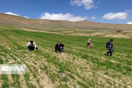 کشاورزان از پرداخت خسارات خود اطمینان ندارند/نقشه راه صندوق بیمه کشاورزی باید تهیه شود