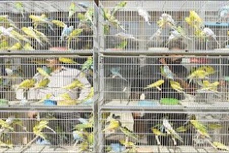 درآمد این قفس‌ها می‌تواند با چاه نفت برابری کند، اگر ...