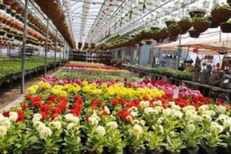 بازار گل محلاتی بمب ساعتی است/ خدا را شاکریم آتش سوزی شب یلدا نبود