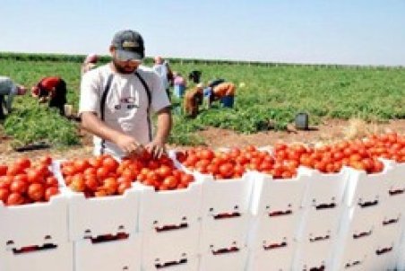 چرا روسیه محصولات کشاورزی را برگشت می زند؟