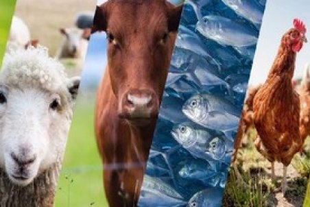 دفع سموم از بدن دام و طیور با داروی گیاهی ایرانی