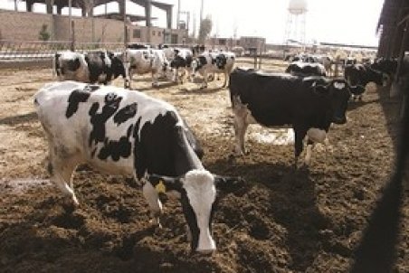 نمی‌دانیم هر ماه قرار است چقدر نهاده دولتی دریافت کنیم!