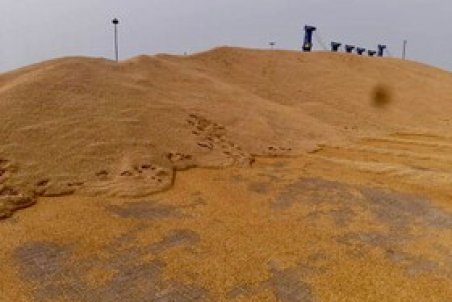 گزارش مستند از ماجرای جوهای جوانه‌زده