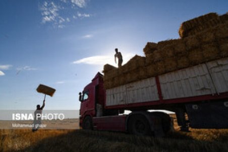 جزئیاتی از واردات «گندم» قبل و بعد از حذف ارز ۴۲۰۰