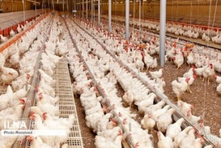 قیمت مرغ به زیر نرخ مصوب رسید/ بارگذاری نهاد‌ه‌ها در سامانه بازارگاه کند است