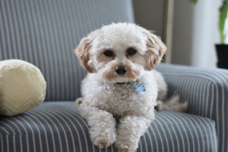 قیمت یک سگ خانگی ۴٠ میلیون تومان!