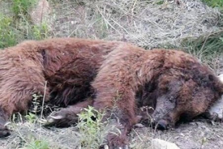 تصویری تلخ از آتش زدن یک خرس قهوه‌ای در چرام