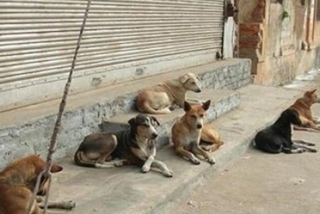 پرسه سگ‌های بلاصاحب در بیخ گوش پایتخت/ مسئولان جولان سگ‌ها در باقرشهر را دریابند
