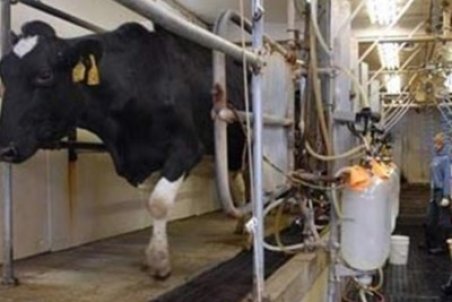 تولیدکنندگان شیر و لبنیات بعد از ارز ۴۲۰۰ تومانی باید زنجیره ای اداره شوند