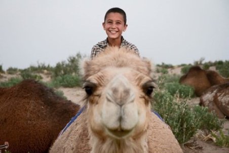 گزارش از پرورش شتر‌ در خراسان جنوبی/‌ سودی که به جیب دلالان می‌رود