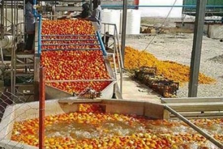 صنایع تبدیلی حلقه مفقوده قطب کشاورزی کشور/ خام فروشی سودی برای کشاورزان کرمانشاهی ندارد