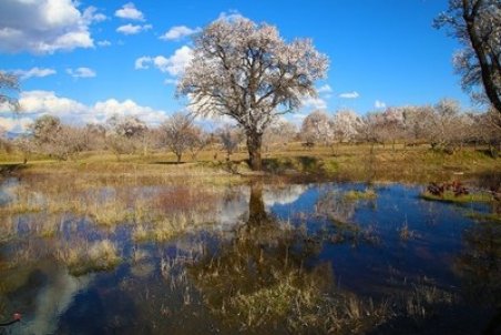 دستگاه‌های متولی در صیانت از باغستان سنتی قزوین موفق نبودند