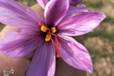 عضو شورای ملی زعفران از سود صادرات زعفران برای قاچاقچیان می‌گوید