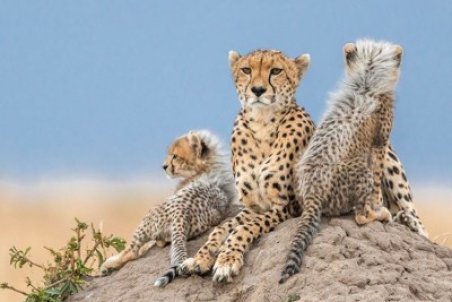 تلاش‌ها برای نجات یوزپلنگ‌های در حال انقراض ادامه دارد؛ "ایران" و "فراز" تنها امید بقای نسل یوز ایرانی