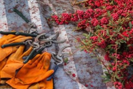 حال بازار زرشک چگونه است؟