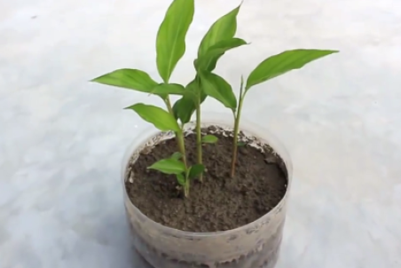 رشد گیاه هل در خانه + فیلم