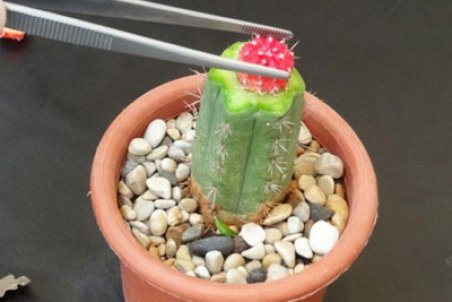 آموزش پیوند زدن کاکتوس + فیلم