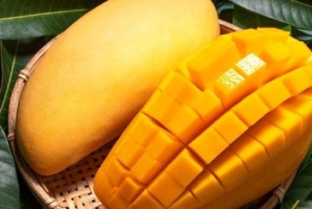 آموزش کاشت انبه + فیلم