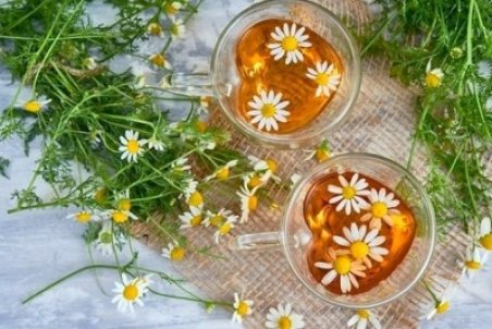 مصرف دمنوش بابونه در بارداری مفیده یا مضر ؟