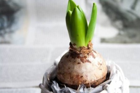 آموزش کاشت و پرورش گل سنبل