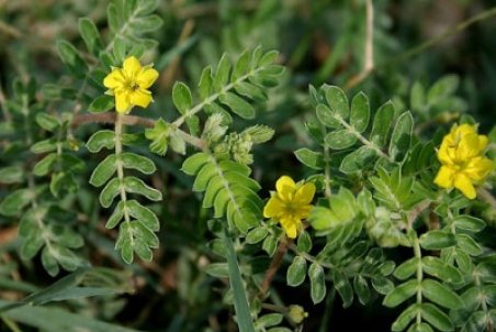 آشنایی با نحوه پرورش خارخاسک