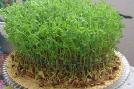 نحوه کاشتن سبزه عید نوروز با عدس