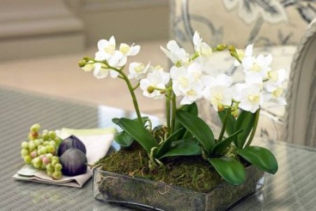 آموزش کاشت و پرورش گل ارکیده