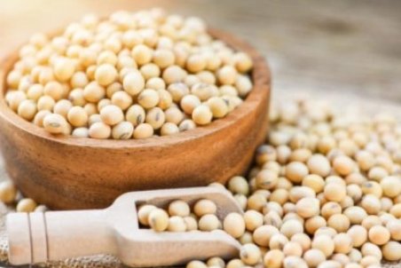 خواص سویا بشناسید