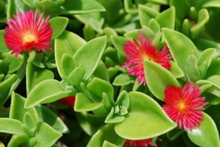 آموزش کاشت گل ناز و تکثیر آن