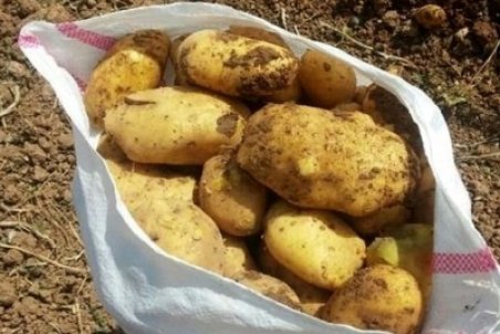 صادرات سیب‌زمینی ۶۰ درصد کاهش یافت/ افزایش ۱۰ درصدی قیمت در بازار داخلی