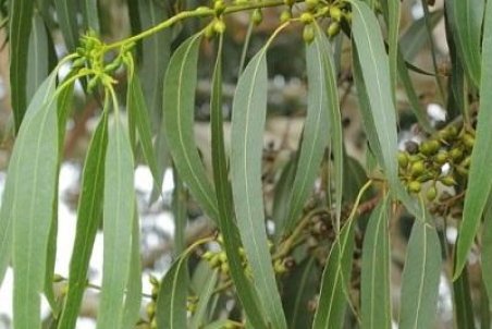 خواص بخور اکالیپتوس