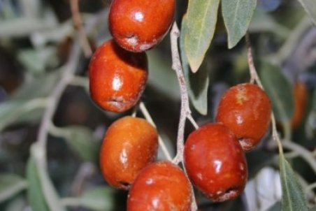 نحوه کاشت درخت سنجد