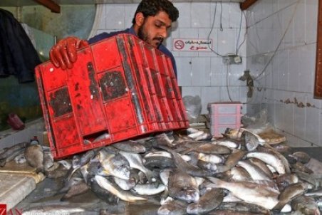 کاهش قیمت ماهی قزل‌آلا در میادین میوه و تره بار