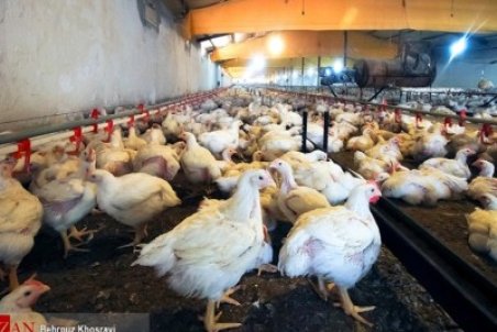 قیمت مرغ افزایشی ندارد/ مشکل تخصیص و حمل نهاد های مرغداران در حال حل شدن است