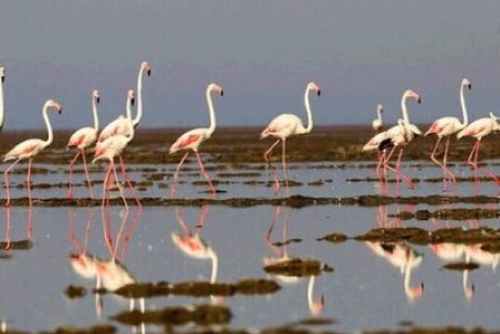 ۱۵۰۰ بال قو در فریدونکنار زمستان گذارانی می کنند