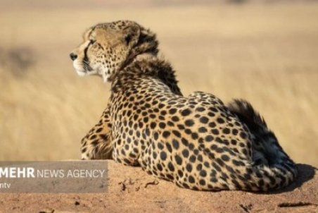 ۲۰ یوزپلنگ در استان سمنان وجود دارد/ امید افزایش یا ترس انقراض