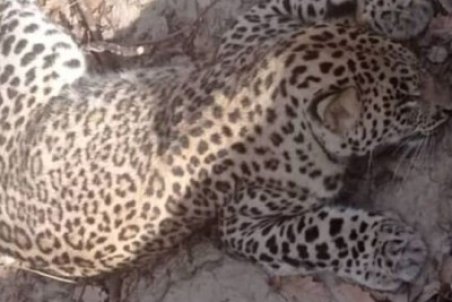 پلنگ زنده گیری شده در شهر ماهان تلف شد