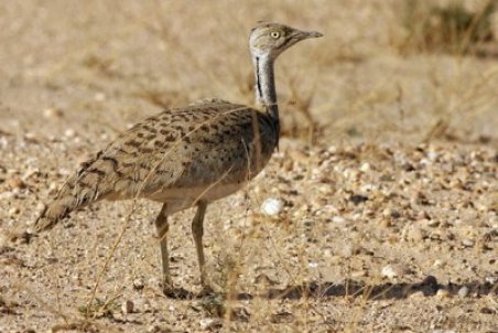 ۷۵ قطعه هوبره در استان بوشهر زیست می‌کند