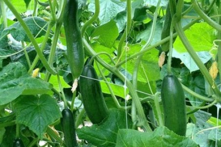 با خواص خیار آشنا شوید