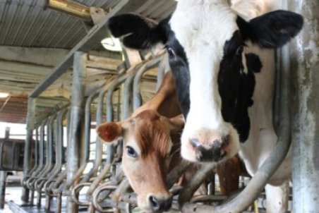 افزایش ۲۵ درصدی قیمت دام زنده در قزوین به علت افزایش قیمت گوشت